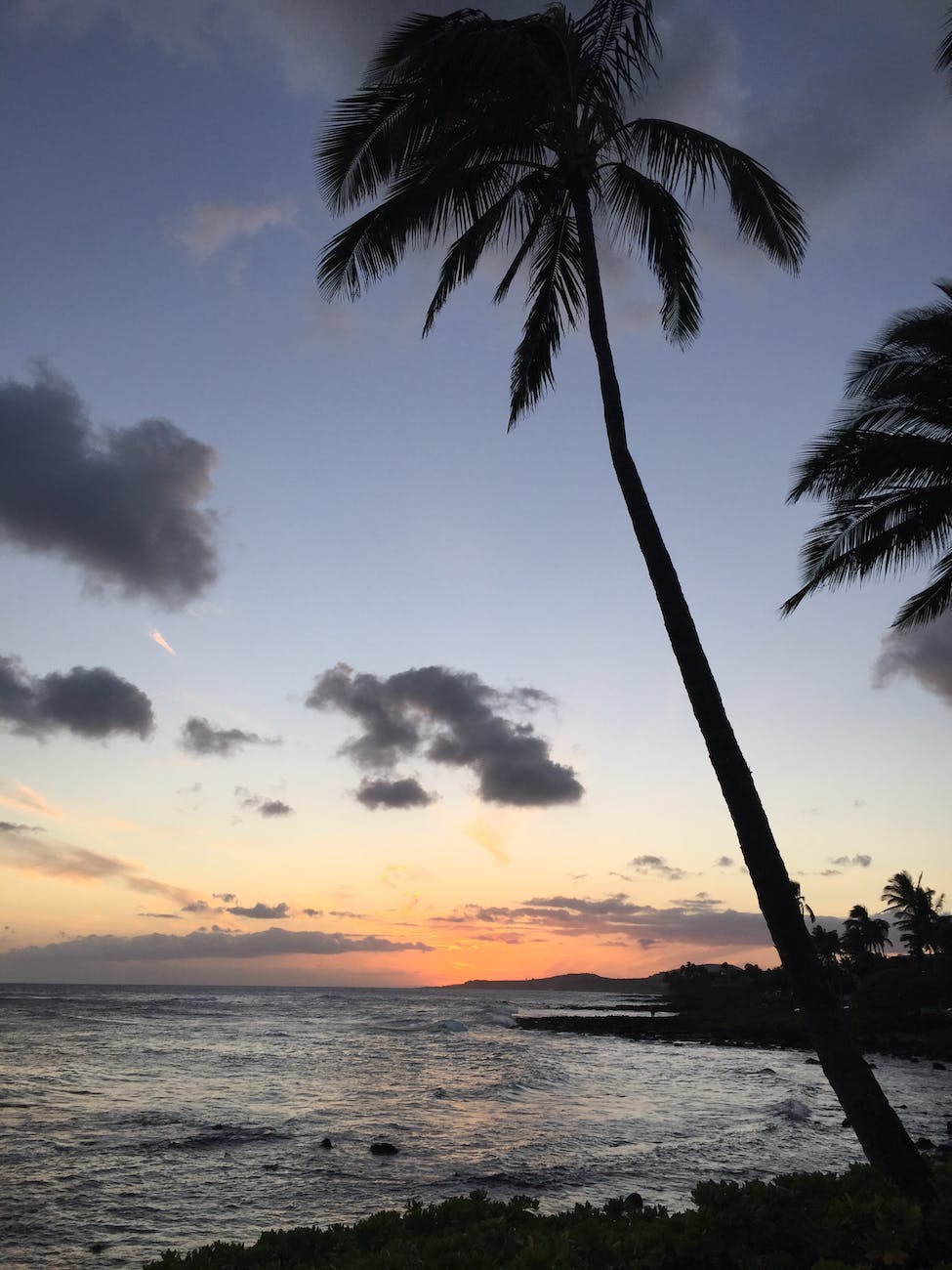 coconut palm tree near ocean during sunrise
